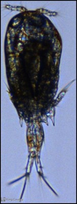 Photo of Ditrichocorycaeus anglicus